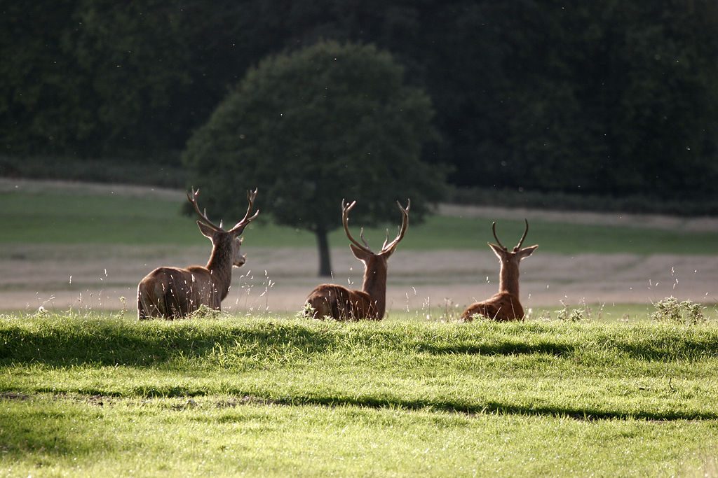 Sir David Attenborough dvd on Richmond Park in Living In Magazines
