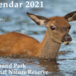 Friends of Richmond Park article in Living In Richmond, Kew & East Twickenham magazine