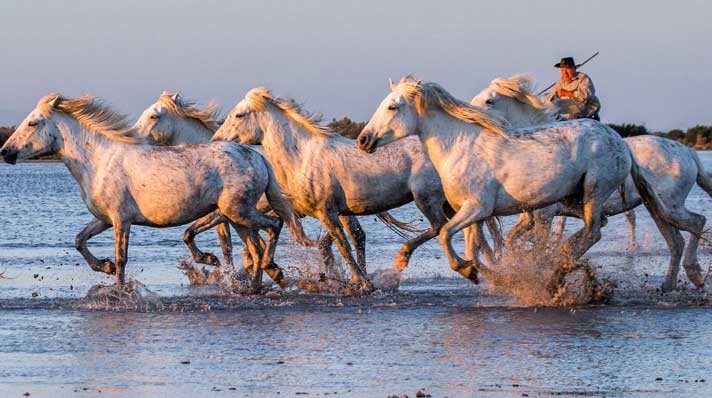 Camargue: Provence on the Wild Side Travel to carmargue article in Living In Richmond, Kew & East Twickenham magazine