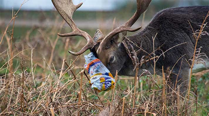 Rubbish affecting wildlife in Richmond Park Rubbish in Richmond Park and deer article in Living In Richmond, Kew & East Twickenham magazine